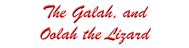 The Galah, and Oolah the Lizard